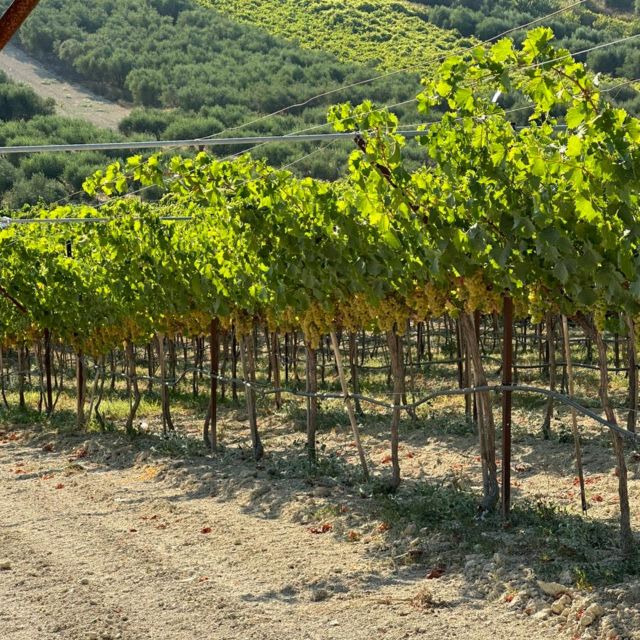 E-bike-Full Day- Olive oil Factory & Wine Tasting - Exploring Agios Vasilios and Its Panoramic Views