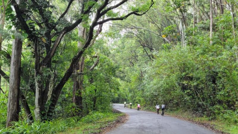 E-BIKE Honolulu Rainforest: 10-Miles of Smiles w/epic views - Explore Honolulu’s Rainforest on a Guided eBike Tour for $140