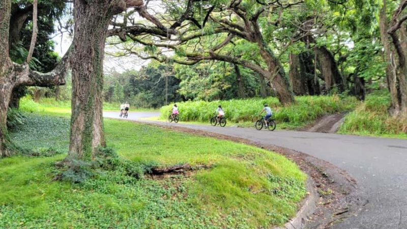 E-BIKE Honolulu Rainforest: 10-Miles of Smiles w/epic views - Key Points