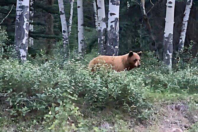 E-Bike Safari Eco Tour - Scenic Back Roads and Wildfire Recovery