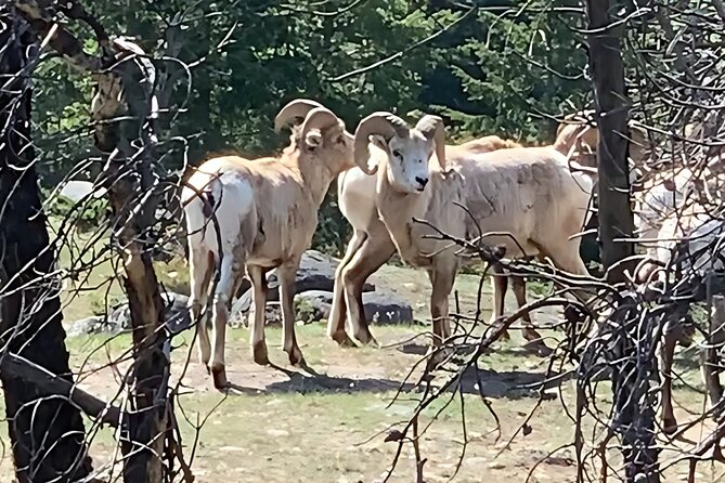 E-Bike Safari Eco Tour - Wildlife and Nature Education from Expert Guides