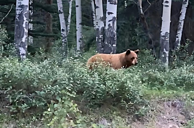 E-Bike Safari Eco Tour - The Impact of 2024 Wildfires on Food Stops and Local Scenery