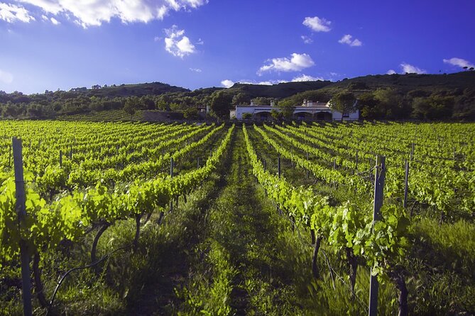 e-Bike (Self-Guided) & Winery tour - 20km Easy - Discovering the Hidden Charm of Arriate Village