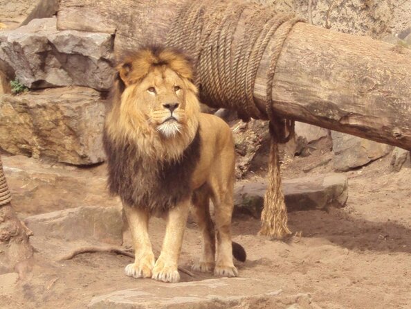 E-Bike Tour, Amsterdam's Highlights and Hidden Gems - Wildlife and Cultural Highlights: ARTIS Zoo and Museum Square