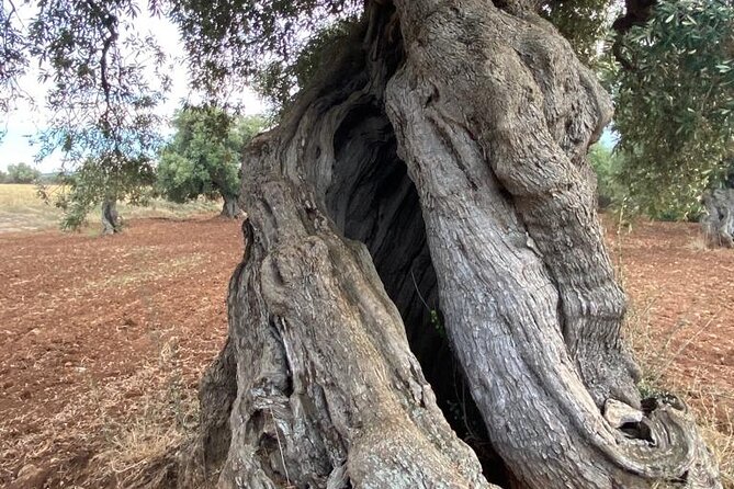 e-bike tour from Polignano a Mare to the fishing village S. Vito - Riding Along the Rugged Coast of San Vito