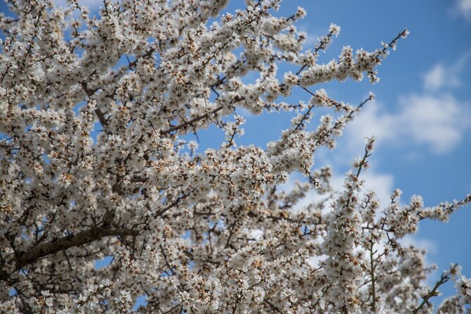 e-bike tour from Polignano a Mare to the fishing village S. Vito - Practicalities: Group Size, Booking, and Cancellation Policy