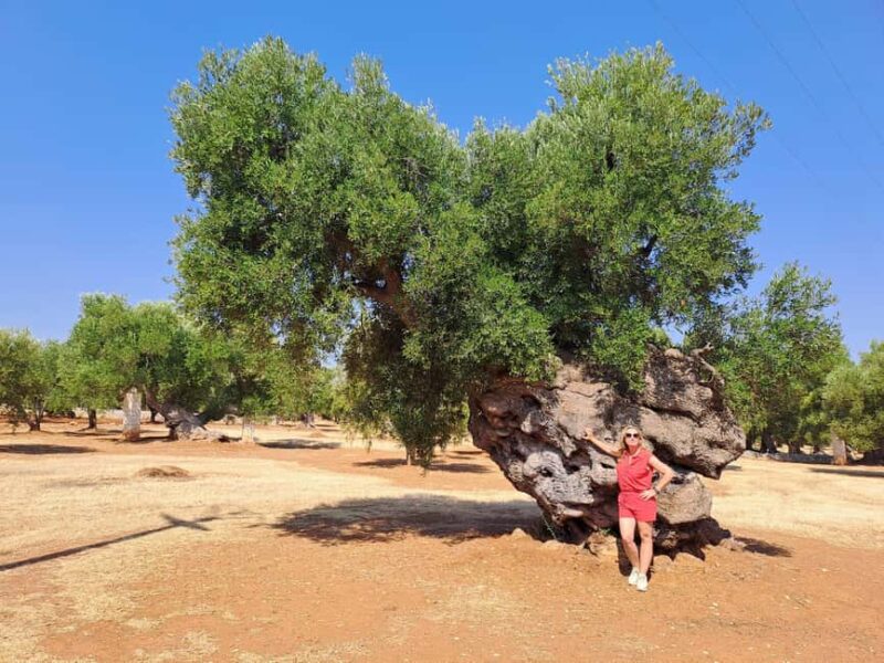 E-Bike Tour in Ostuni. Huge olive trees and a rock village - The Route and Terrain Details