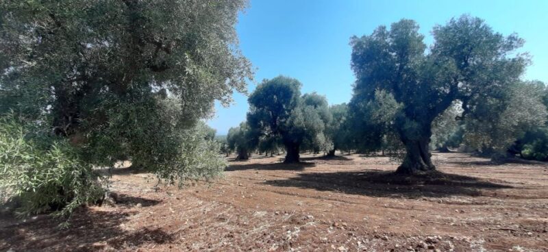 E-Bike Tour in Ostuni. Huge olive trees and a rock village - Practical Tips for Participants