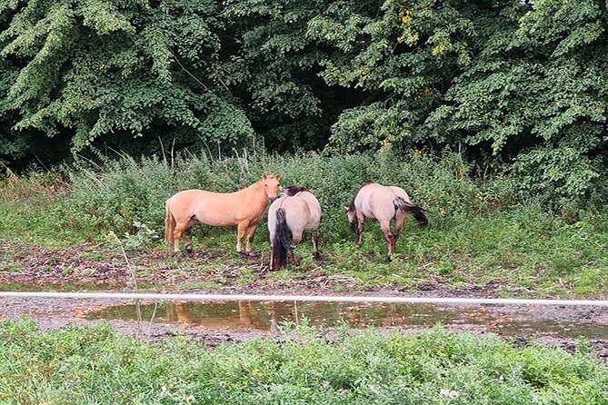 E-biking Northern Forgotten Giants' s Adventure - Flexibility and Cancellation Policies