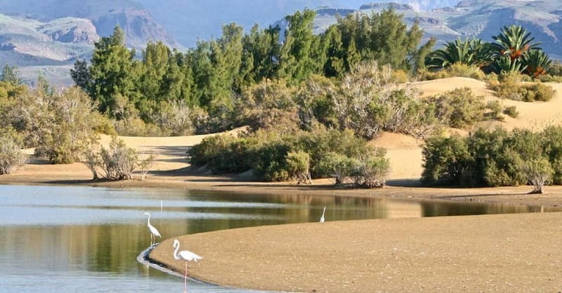 e-Scooter City Tour + Camel Ride inside Maspalomas Dunes - Discover the Golden Dunes and Natural Reserves