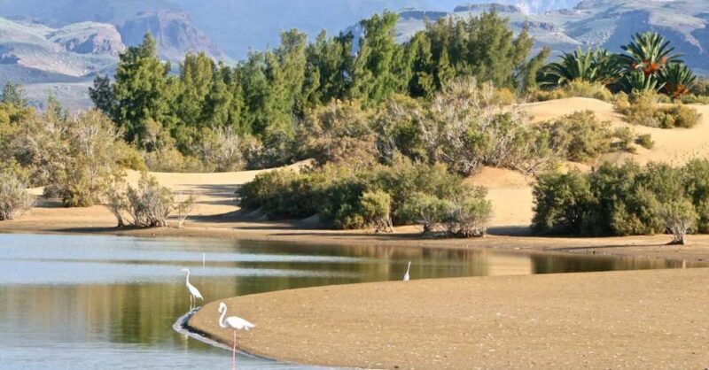 e-Scooter Kickstart CitySightseeing Maspalomas View Points - Experience Quality and Guide Expertise