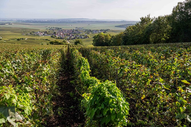 E-Scooter Private Tour and Tasting - Exploring Sacy’s Historic Eglise and Vineyards