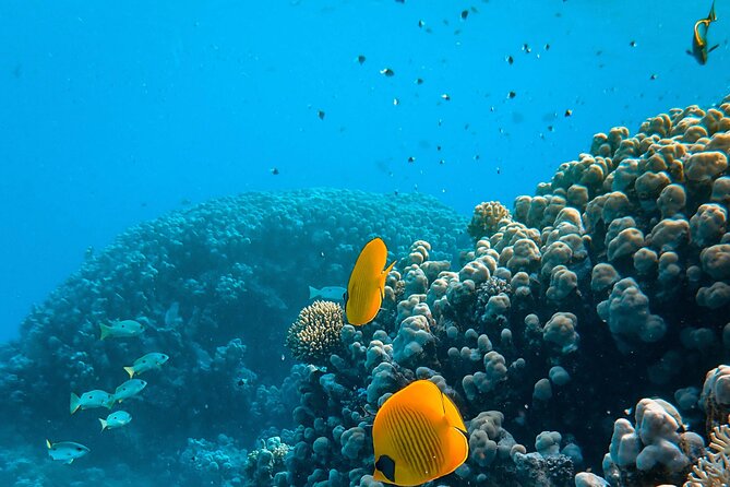 E-Scooter Snorkel With Photo and Video At Turtle Town - Marine Life Encounters at Turtle Town