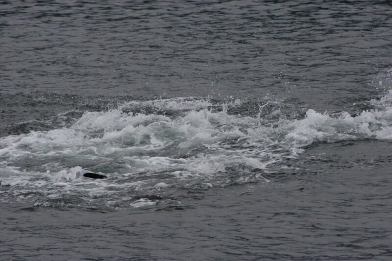 Ear Mountain Charters tours: whale watching or fishing - Discover the Adventure with Ear Mountain Charters in Alaska