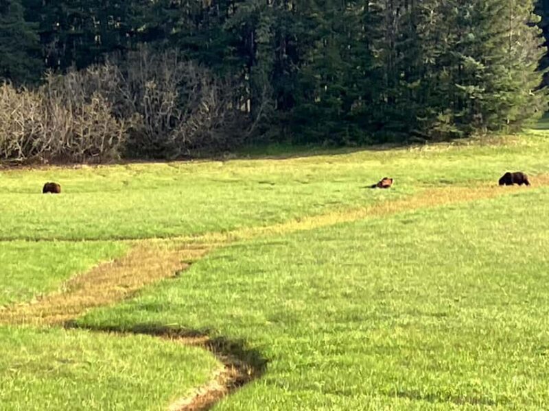 Ear Mountain Charters tours: whale watching or fishing - Ear Mountain Charters: A Reliable Choice for Alaska Tours