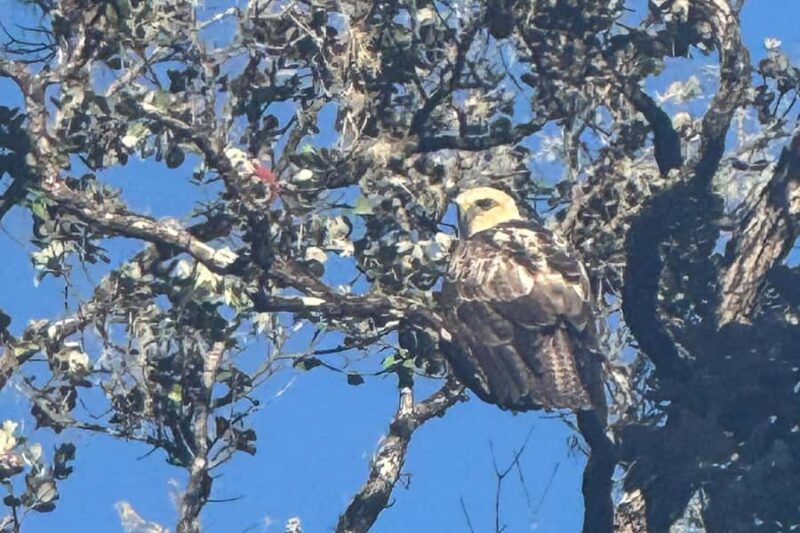 Early Bird Guided Birding Tour - Kailua-Kona, HI - Starting Point at the Kona Cloud Forest Sanctuary Trailhead