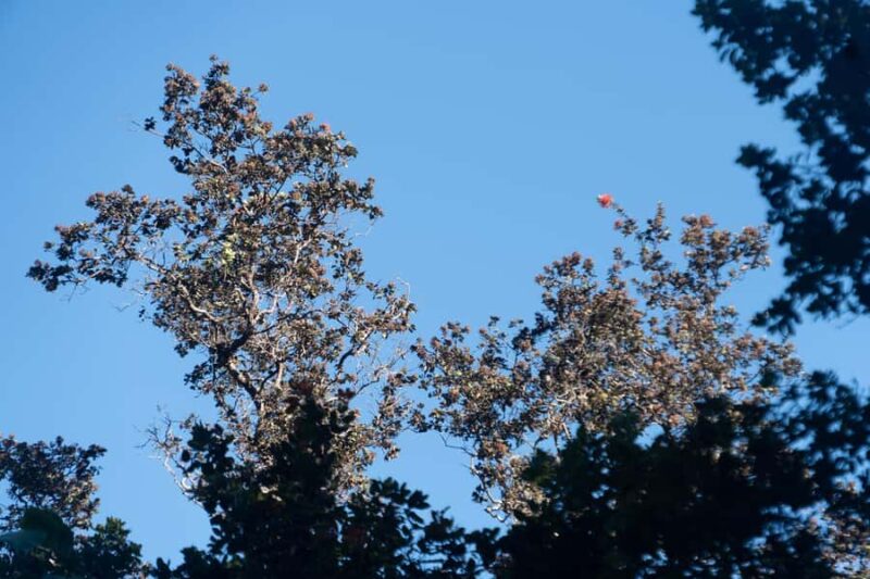 Early Bird Guided Birding Tour - Kailua-Kona, HI - Final Thoughts on the Kona Cloud Forest Birding Experience
