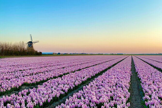 Early Flower fields with Lunch & Windmill Guided Day Tour - Early Flower Fields with Lunch & Windmill Guided Day Tour: A Complete Guide
