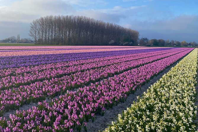 Early Flower fields with Lunch & Windmill Guided Day Tour - Key Points