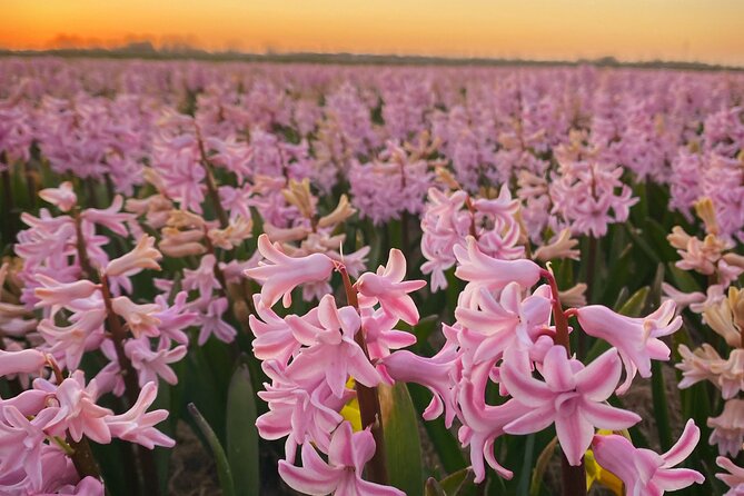 Early Flower fields with Lunch & Windmill Guided Day Tour - Exploring a Historic Windmill and Its Inner Workings