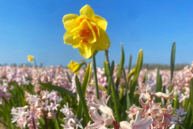 Early Flower fields with Lunch & Windmill Guided Day Tour - Why This Tour Stands Out: Hassle-Free Access and Personal Touch