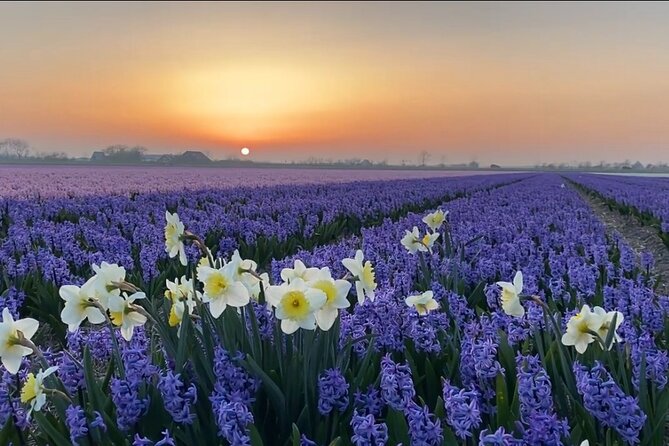 Early Flower fields with Lunch & Windmill Guided Day Tour - Lunch in Onderdijk: A Taste of Traditional Dutch Cuisine