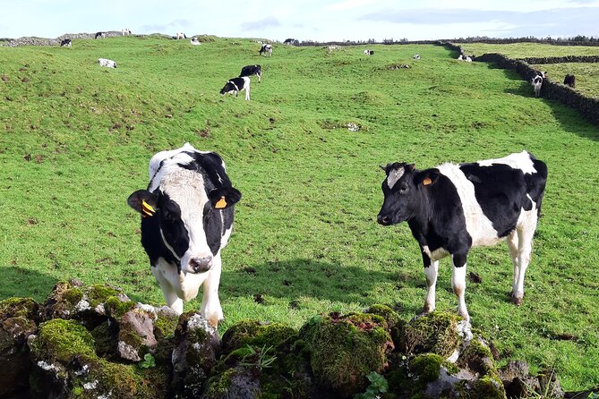 East Coast Van Tour (Half Day) | Terceira Island - The Historic Charm of Praia da Vitória