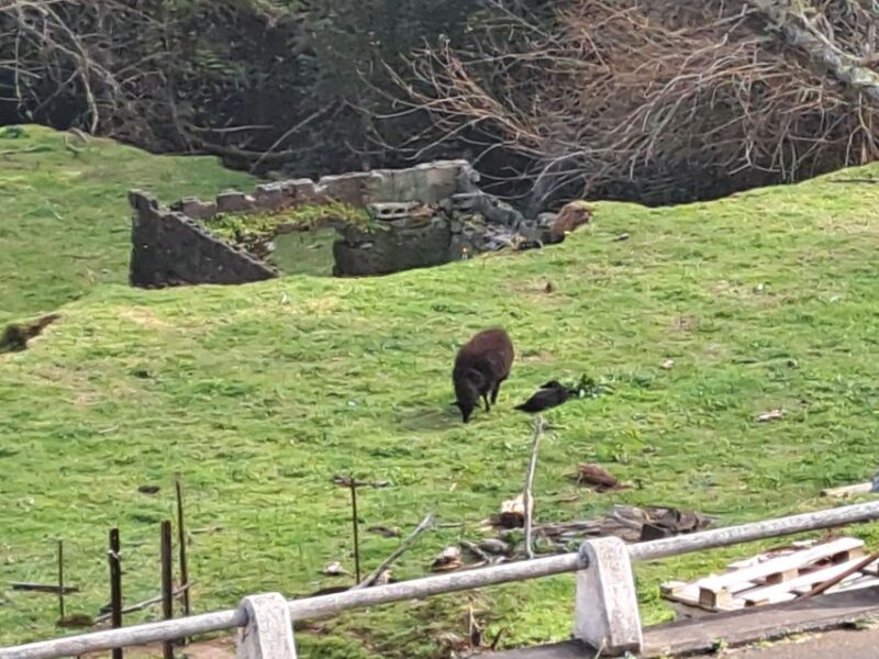 EAST MADEIRA:,Peaks, Forest walk,Thatched Roofs, Rum factory - Key Points