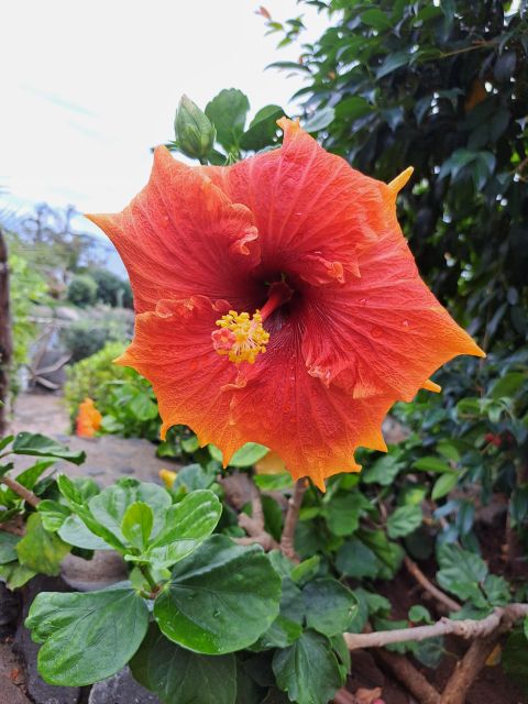 EAST MADEIRA:,Peaks, Forest walk,Thatched Roofs, Rum factory - Madeira’s East Coast: A Diverse Landscape Experience