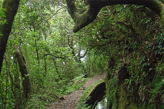 EAST: Pico do Arieiro & Laurissilva Forest - Full Day tour - Admire the View from Miradouro do Guindaste