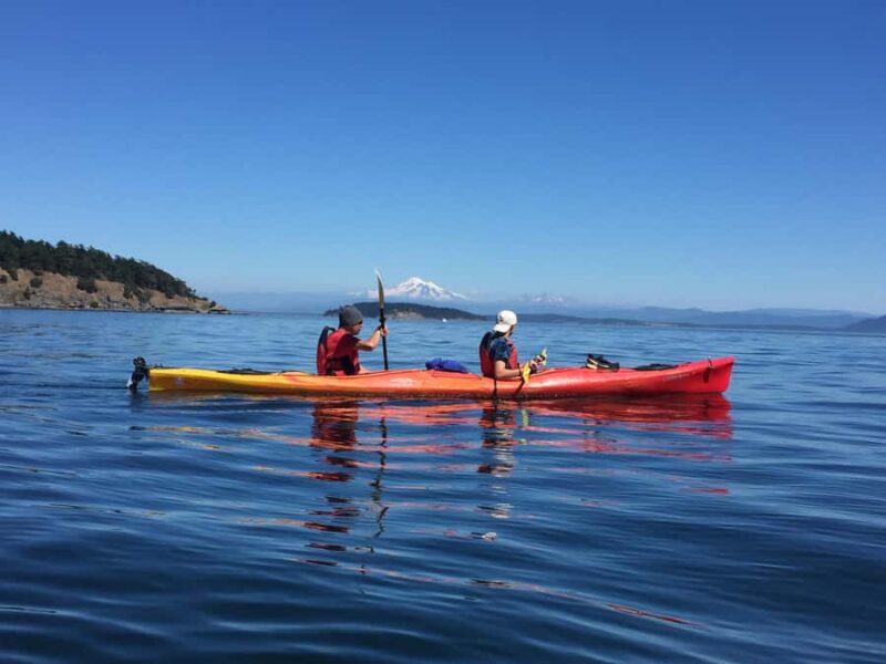 Eastsound: Guided Sucia Island Kayak Tour & Day Trip - Specifics of the Kayak Paddle and Wildlife Encounters