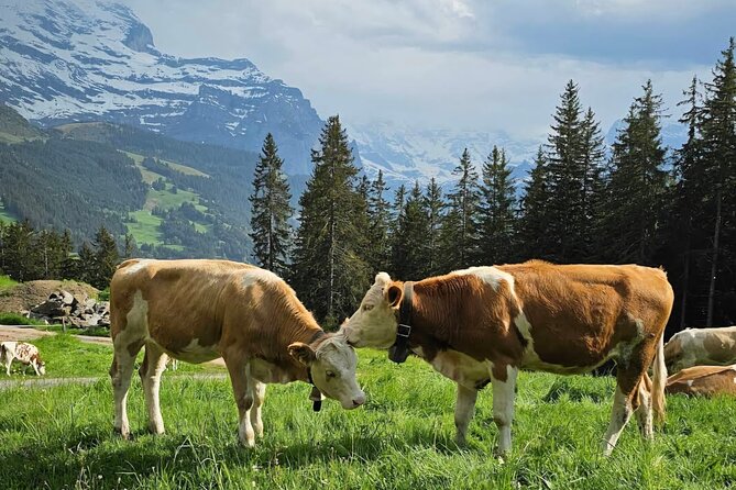 Easy countryside tour in Swiss Alps - kids friendly - Explore the Swiss Countryside with a Kids-Friendly Alpine Tour in Lauterbrunnen
