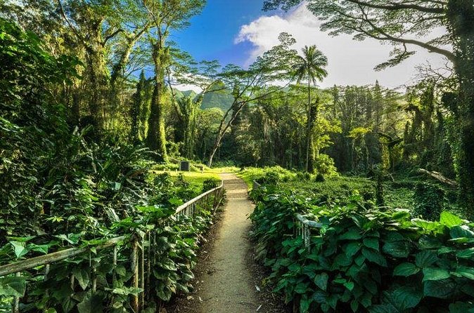 Easy Private Hike in Honolulu (Choose 1 of 2 trails) 2-4hrs - Exploring the Manoa Falls Trail