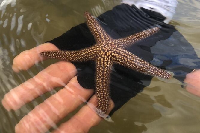 Easy Ride Pedal Kayak Tour Marco Island & Naples (Pedal or Paddle - Wildlife Encounters: Dolphins, Manatees, and Birds