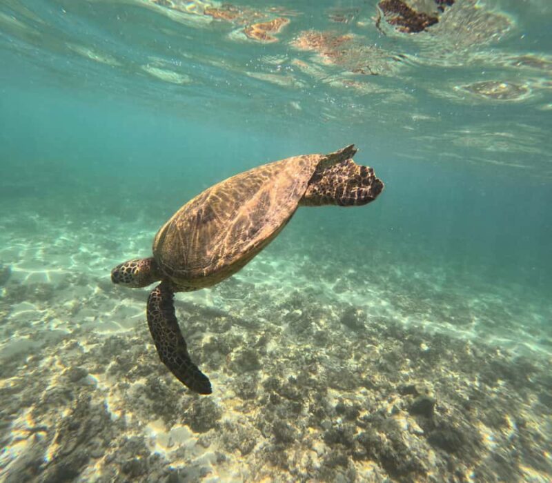 Easy Surf Lesson Waikiki 90min No experience necessary - Easy Surf Lesson Waikiki in Detail: Who Should Consider This Tour