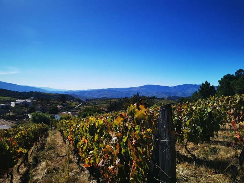 Eat in the vineyards like a Duriense - Key Points