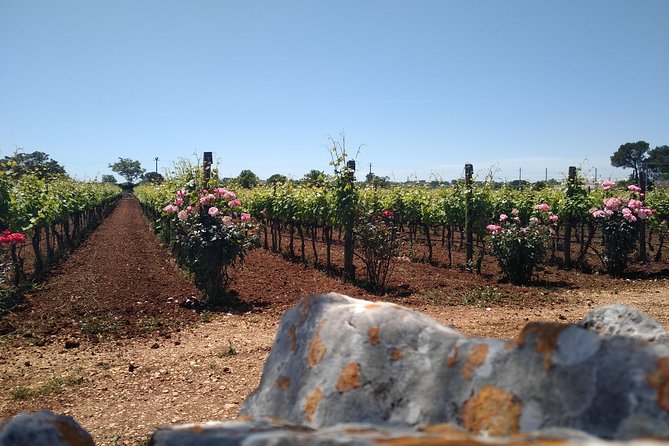 Ebike tours: Alberobello and the wines of Valle d'Itria - Visiting an 18th-Century Wine Estate