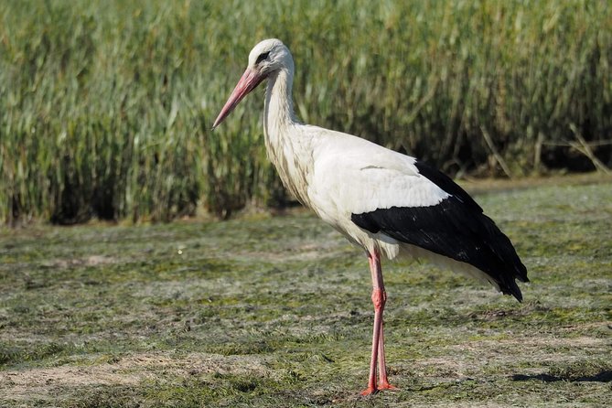 Eco Boat Tour in the Ria Formosa Lagoon from Faro - Birdwatching and Natural Highlights