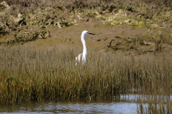 Eco Boat Tour in the Ria Formosa Lagoon from Faro - Why This Tour Stands Out