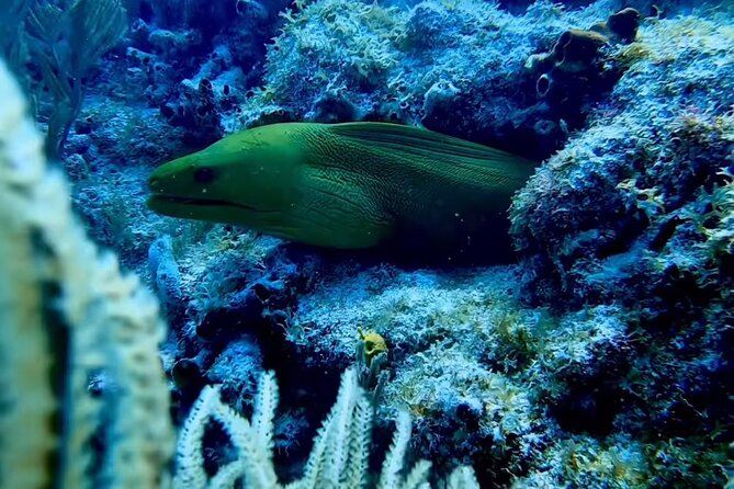 Eco Conscious Reef Diving with Southpoint Divers - Meeting Point and Departure Details in Key West