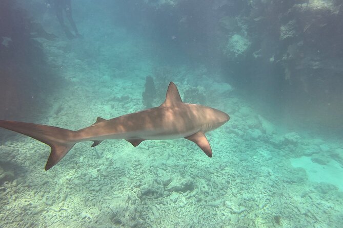 Eco Conscious Reef Diving with Southpoint Divers - Stops Along the Coastline and Cultural Sites
