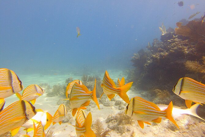 Eco Conscious Reef Diving with Southpoint Divers - Underwater Safety and Small Group Experience