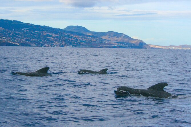 Eco-Friendly Catamaran Dolphin and Whale Watching - Flexibility and Booking Details