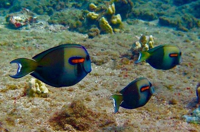 Eco Sea Scooter Beach Entry - Rent a GoPro Video tape Sea Turtles - Wearing Mermaid Tails and Shirts for Extra Fun