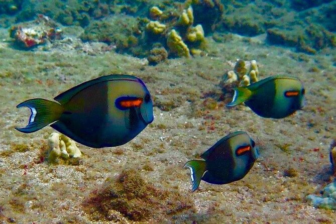 Eco Sea Scooter Beach Entry - Rent a GoPro Video tape Sea Turtles - Safety Protocols and Educational Briefings