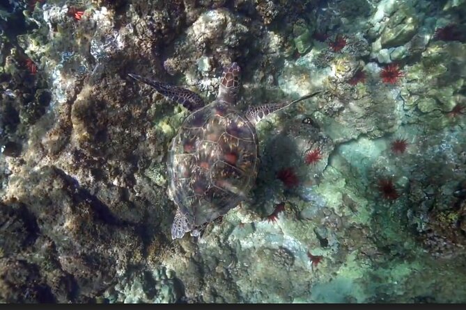 Eco Sea Scooter Beach Entry - Rent a GoPro Video tape Sea Turtles - The Experience of a Small Group Adventure