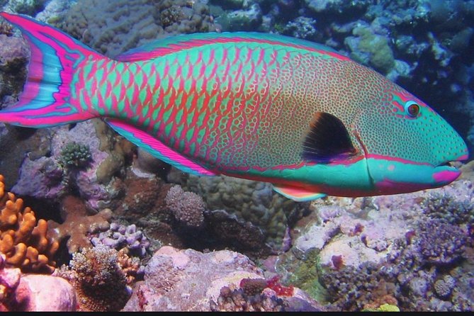 Eco Sea Scooter Guided Beach Tour From The Famous Kapalua Bay - The Sea Scooter Experience and Marine Encounters