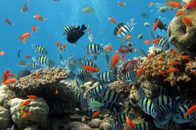 Eco Sea Scooter Guided Beach Tour From The Famous Kapalua Bay - Coral Reef Conditions and Marine Life Visibility