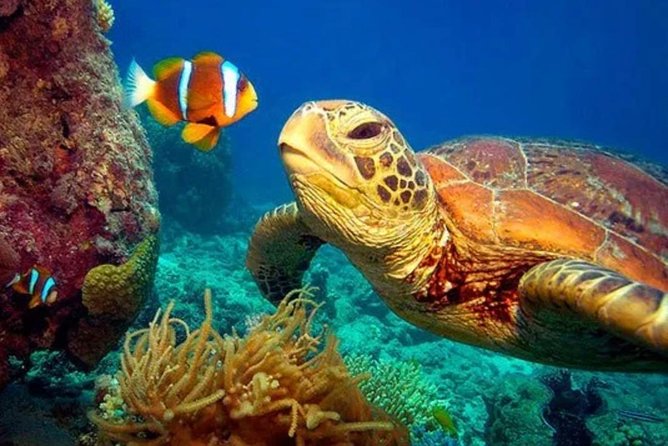 Eco Sea Scooter Guided Beach Tour From The Famous Kapalua Bay - Physical Requirements and Accessibility