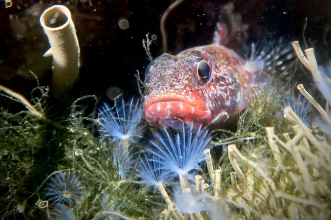 Eco - Try Dive - Discover the Eco - Try Dive in Sesimbra for a Memorable Underwater Adventure